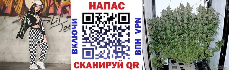 МАРИХУАНА сатива Заводоуковск